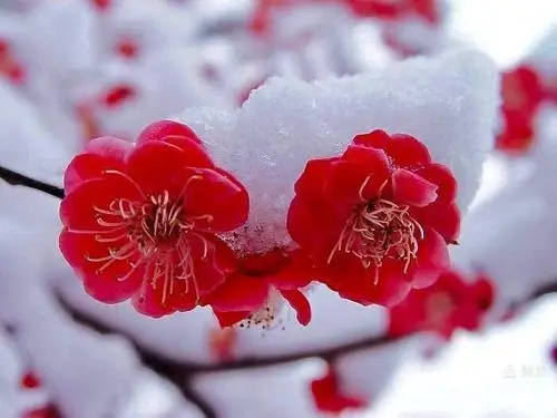 小橡树幼儿园大一班小梵高美术—《白雪红梅》