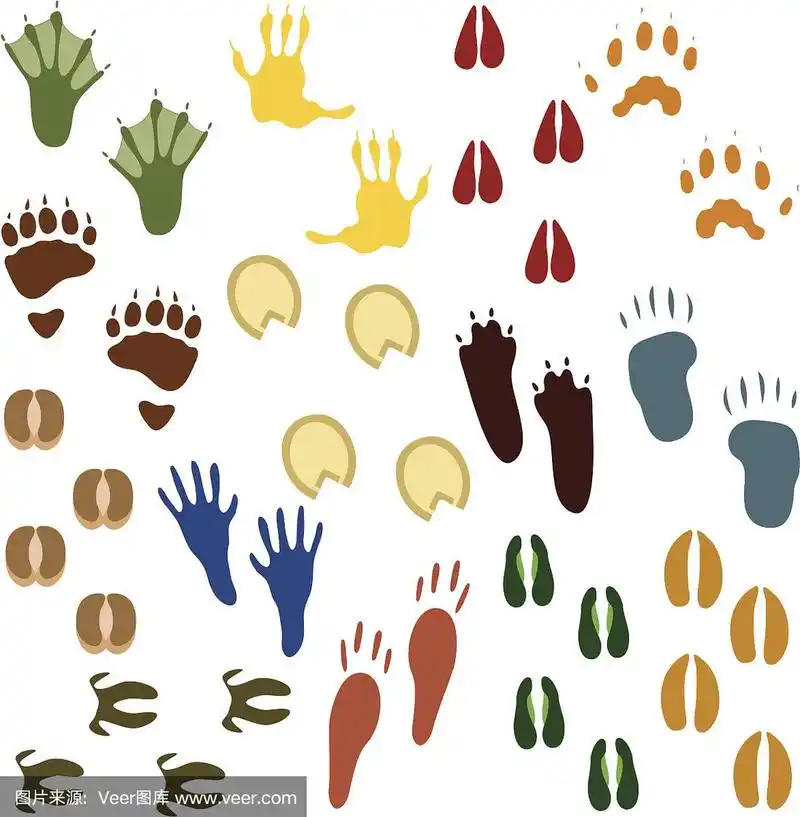 十四组动物足迹