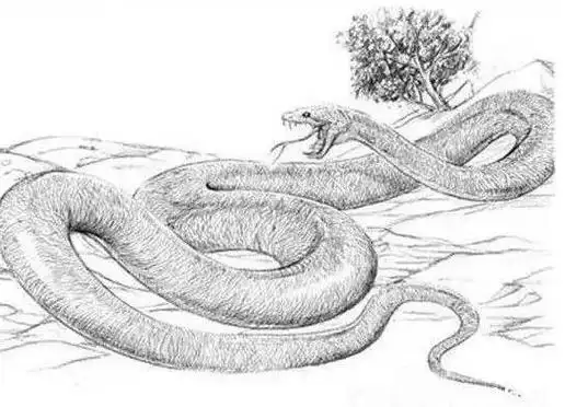 男人梦见大蟒蛇是什么征兆?男人梦见大蟒蛇是怎么回事