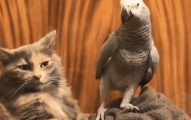 392_248gif 动态图 动图