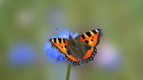 美丽可爱的蝴蝶图片 第16张 1920x1080 桌面壁纸 (天堂图片网)