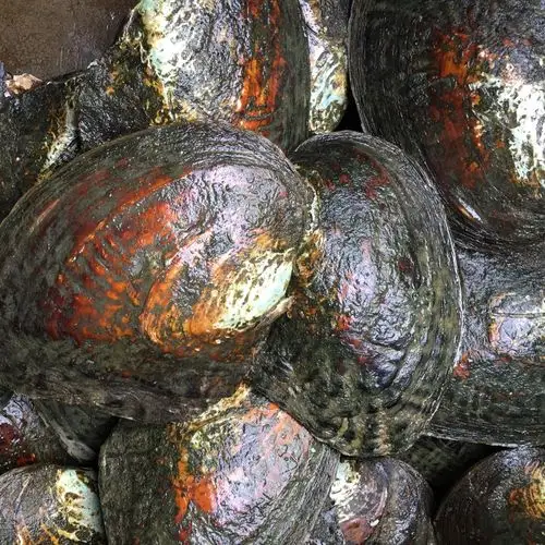 河蚌育珠与珍珠加工技术问答_河蚌怎么养出珍珠_河蚌