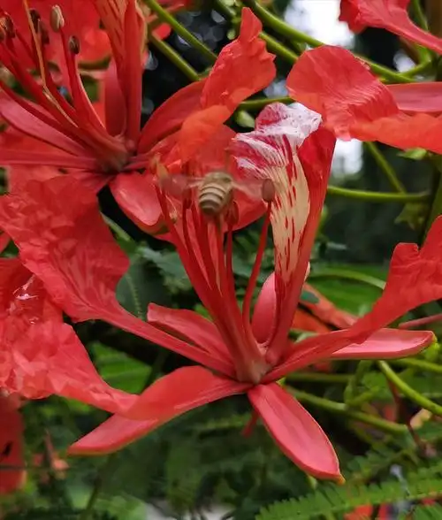 其它 凤凰木花开景更美 写美篇  凤凰木被誉为厦门市市树.