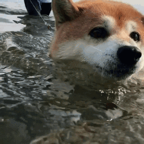 二汪游泳搞笑可爱淘气gif动图_动态图_表情包下载_soogif