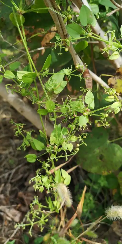 日月峡中草药972茜草5