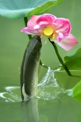 1200_1816竖版 竖屏