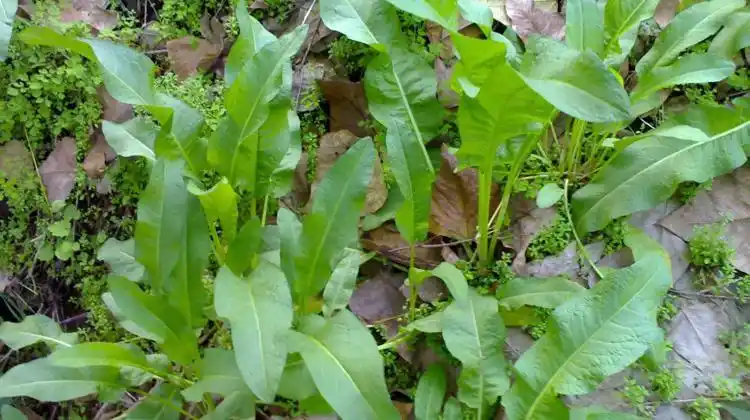 酸模的功效与作用