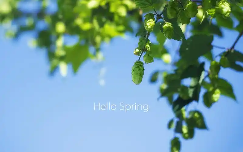 春天你好清新桌面壁纸