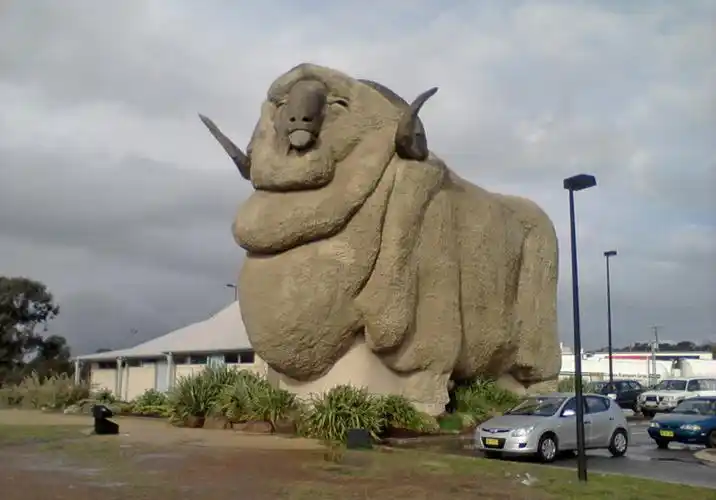 世界上最大的绵羊