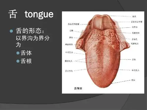 舌 tongue   舌的形态: 以界沟为界分 为   舌体   舌根