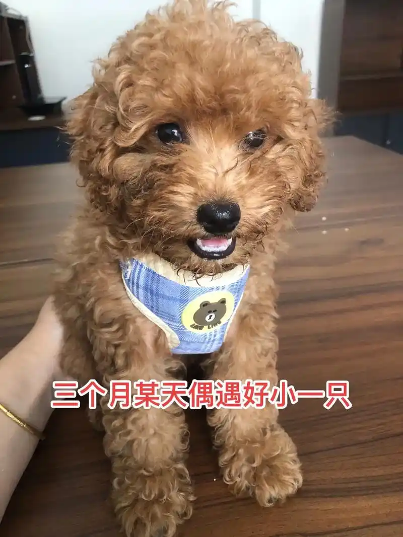 三个月蜕变.#泰迪93 #狗狗 萌宠日常记录 只是记录成长 - 抖音