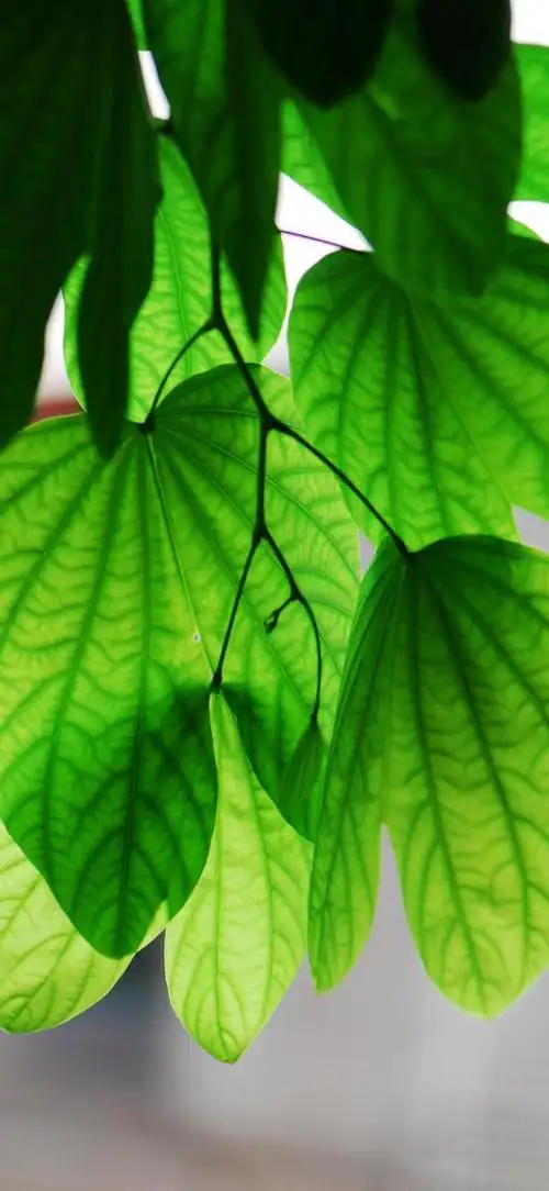 最新超清护眼手机壁纸(100张绿色护眼手机壁纸)(87)