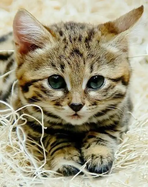 世界上最小的猫咪,却被称为"杀戮机器",很多人不了解它!