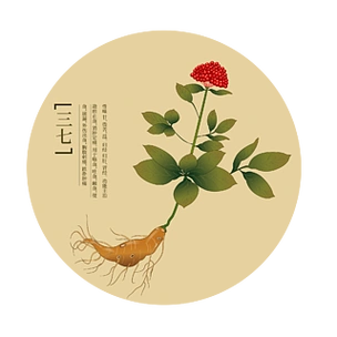 中国风中药草本植物三七