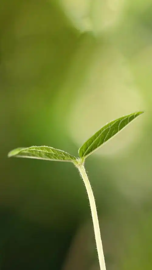 让你放松下吧～,绿色养眼的壁纸图片(绿色养眼小清新系列壁纸)