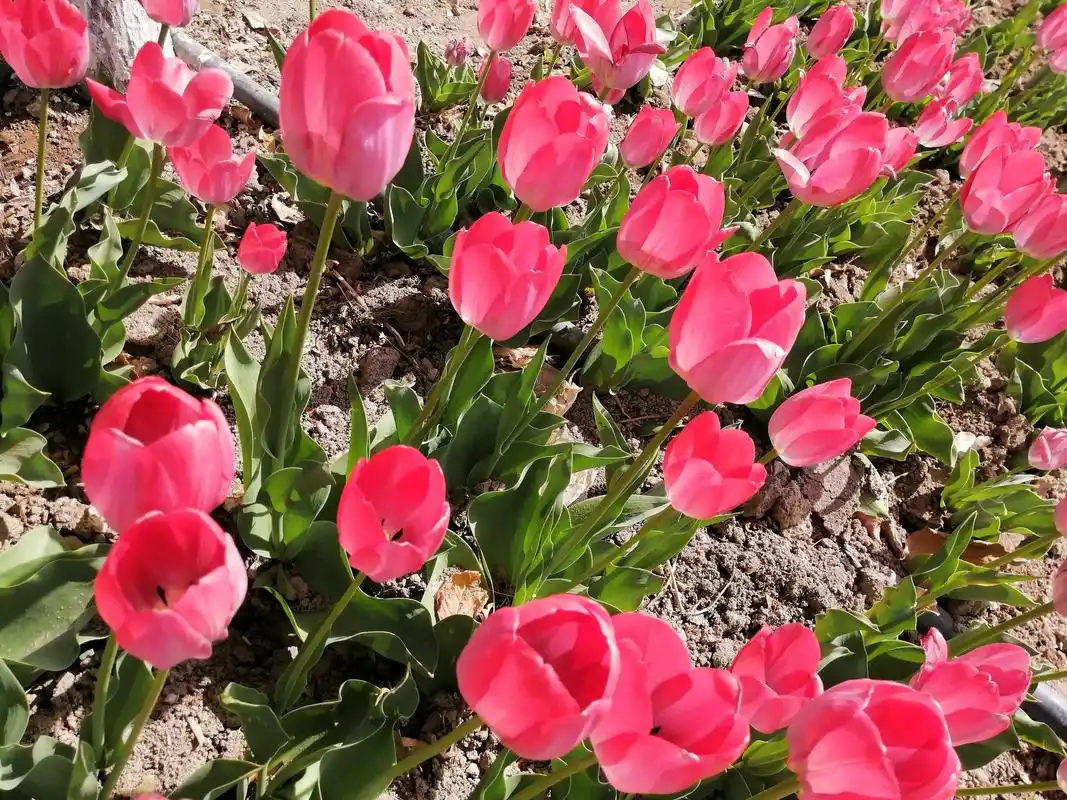 怀念春天 #一张照片一座城 #中国乡村风景有多美 一个春天来 - 抖音