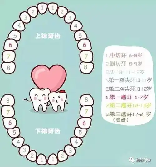 儿童换牙顺序图如下:4)12-13岁的儿童开始长第二磨牙;最后的第三磨牙
