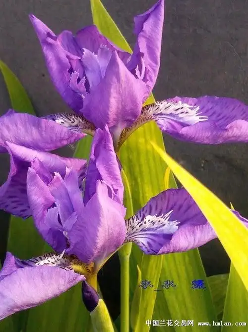 手机拍摄紫萱花