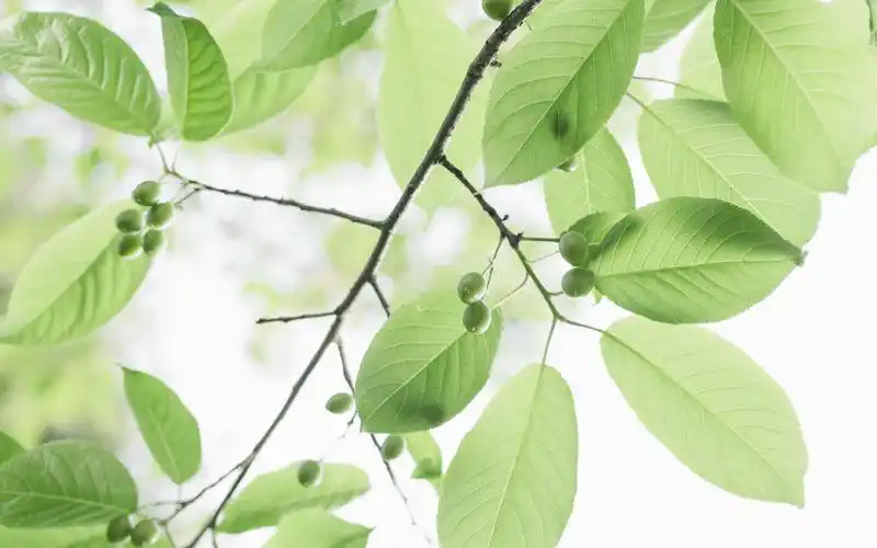 简约小清新唯美治愈系意境壁纸高清大图预览1920x1200_高清壁纸下载