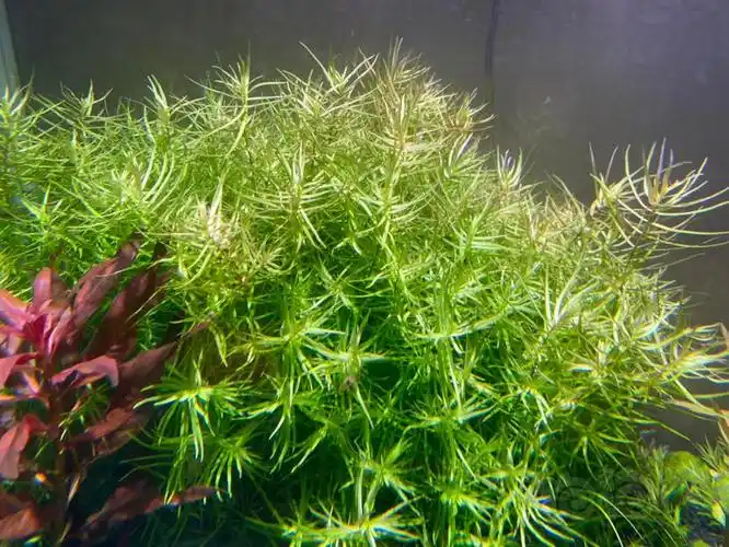 【水草】打头草,十字牛顿50,大红莓50.