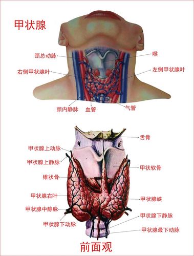 763海报印制展板写真贴纸素材611人体结构解剖图颈部前面甲状腺