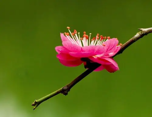 骨里红 ( 梅花 ) 摄于西溪湿地