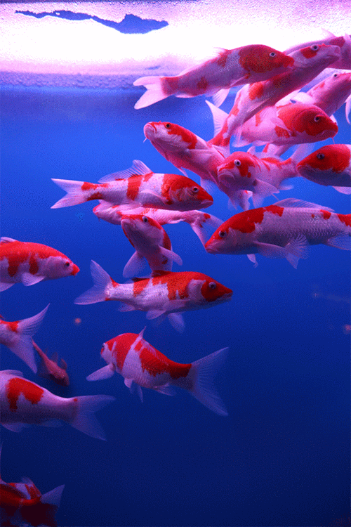 600_900竖版 竖屏gif 动态图 动图