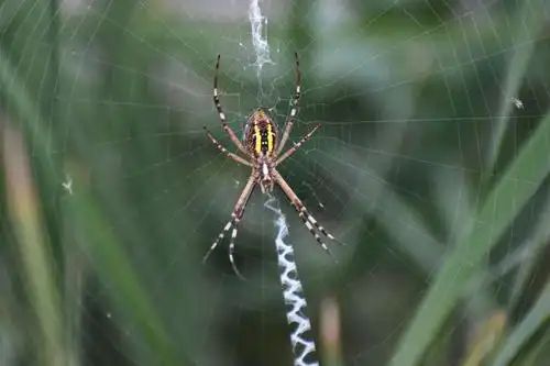 大王莲之梦—水上公园(20200913)