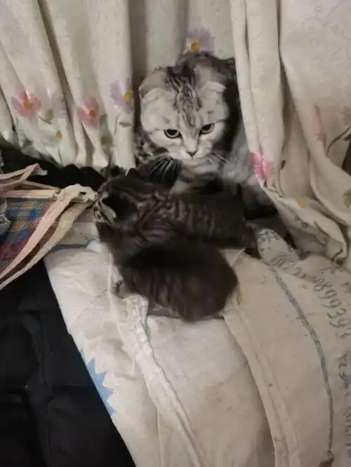 家里的美短下猫了,有没有喜欢猫咪的,免费领养,我