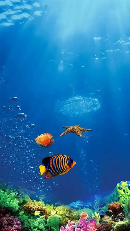海底世界是什么样子的全屏海底世界动态壁纸