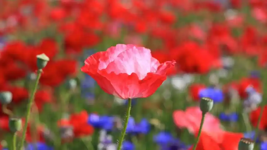 美到窒息的艳丽虞美人花电脑桌面壁纸第二辑