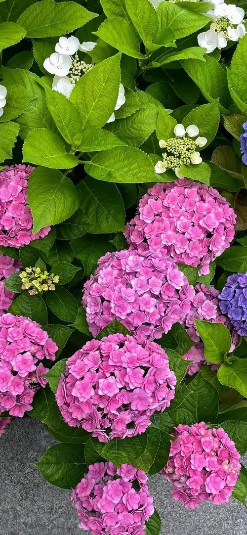 壁纸分享,我最喜欢的绣球花