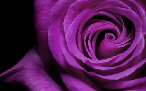 软件 壁纸主题 >梦幻紫色 一个美丽的紫色动态壁纸柔和的色彩,良好的