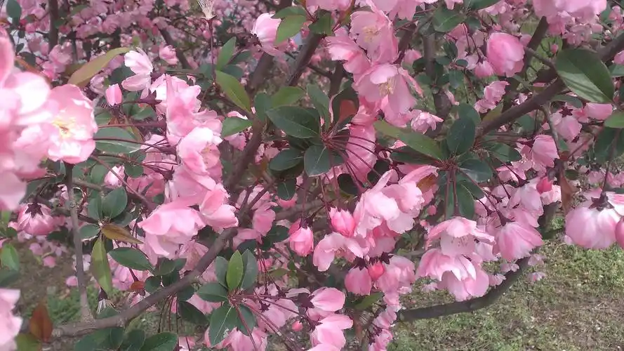 春天来自垂丝海棠的诱惑