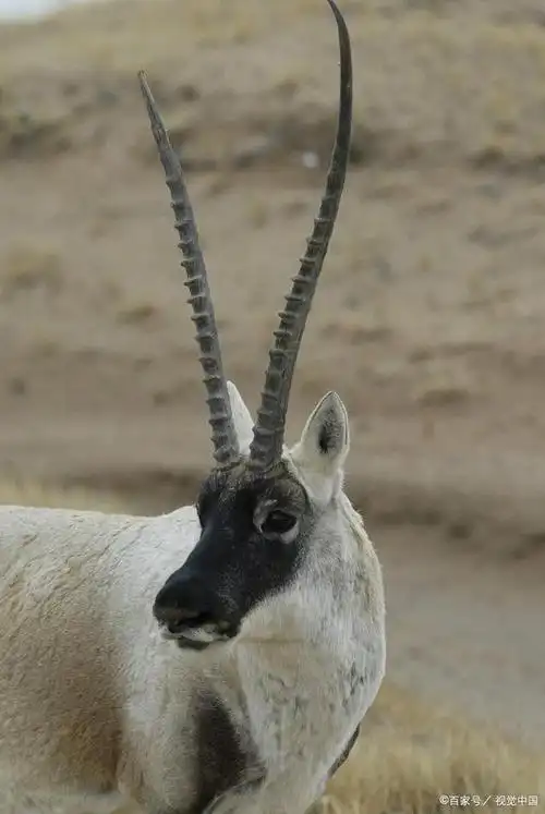 高原守护者:藏羚羊的壮丽征程,逆境中的生命力