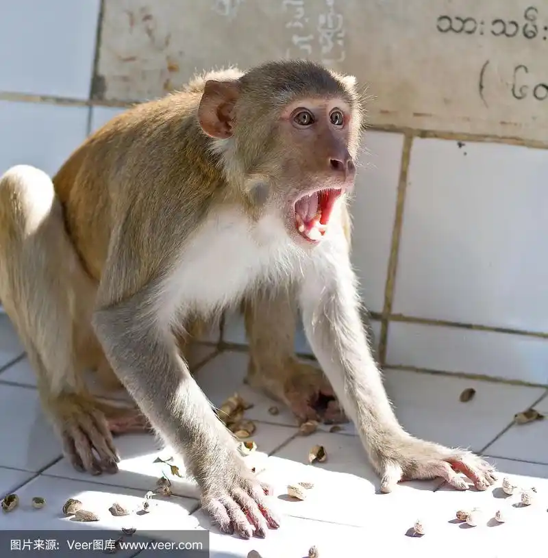 尖叫的猴子