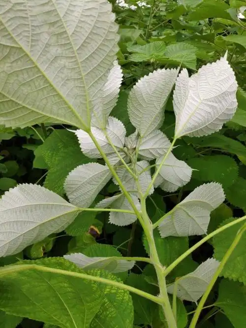 苎麻浑身是宝?想不到价值用途这么高,做成美食3元一个抢着买