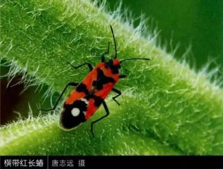 展开全部 横带红长蝽