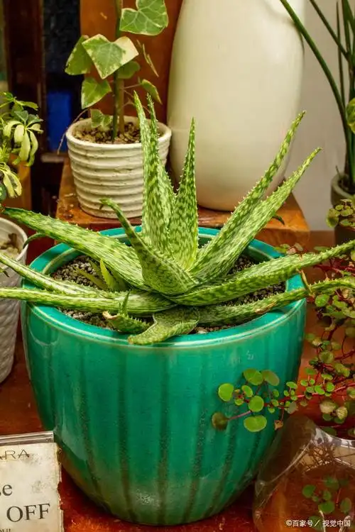 新鲜芦荟涂脸正确方法