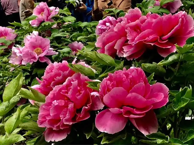 胡红牡丹 色泽艳丽 姿态万千 分外妖娆.