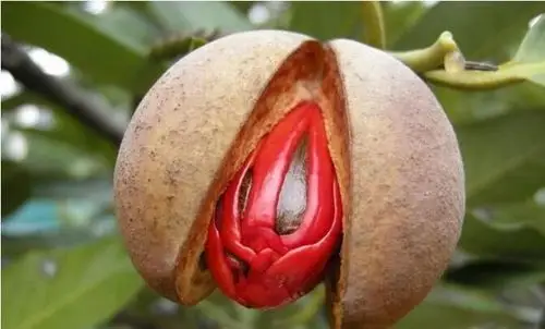 世界上最奇特的6种水果,看完让人觉得脸红