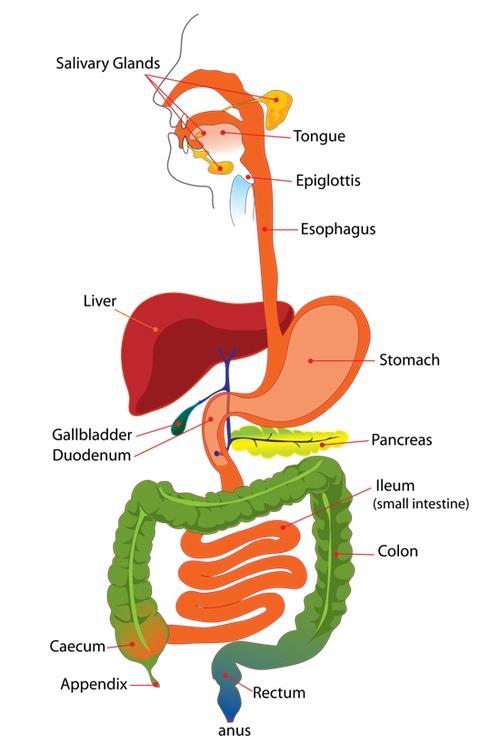消化系统肿瘤流行病学