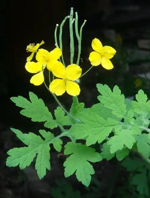 日月峡中草药020白屈菜3