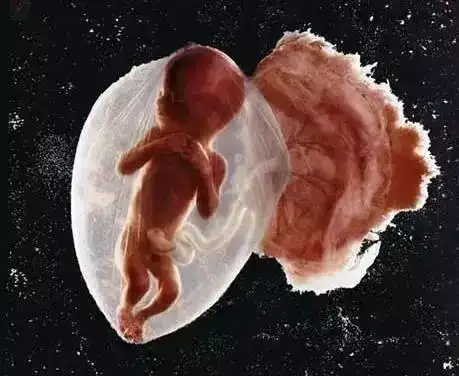 ▼16周大的胎儿 小家伙用手探索自己的身体以及周围的环境