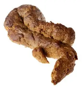 孤立的大便照片