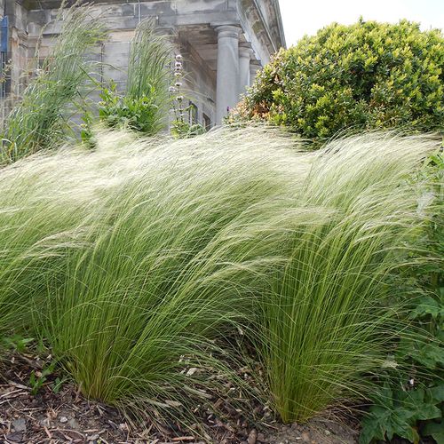 细茎针茅种子四季多年生墨西哥羽毛草籽观赏马尾花镜庭院室外盆栽