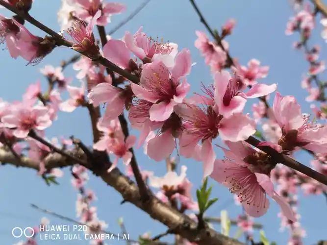 碧江桃花盛开春意浓