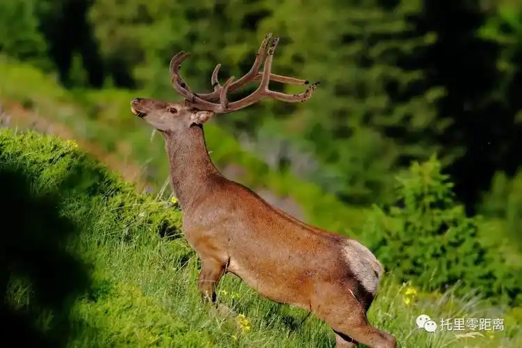 大自然的精灵野生天山马鹿