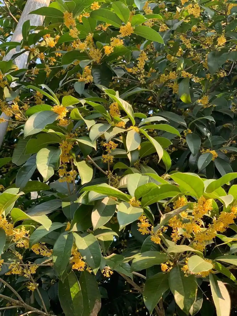 秋天.秋天,桂花树开花了,桂花有四个小花瓣,老家的桂花花瓣是 - 抖音