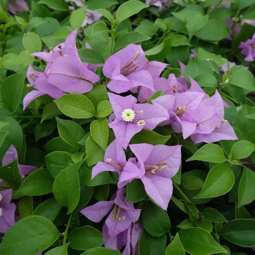 漫野花卉三角巴西紫苹苹果花扦插苗原盆发货盆栽时令草本花卉